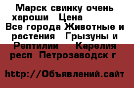 Марск свинку очень хароши › Цена ­ 2 000 - Все города Животные и растения » Грызуны и Рептилии   . Карелия респ.,Петрозаводск г.